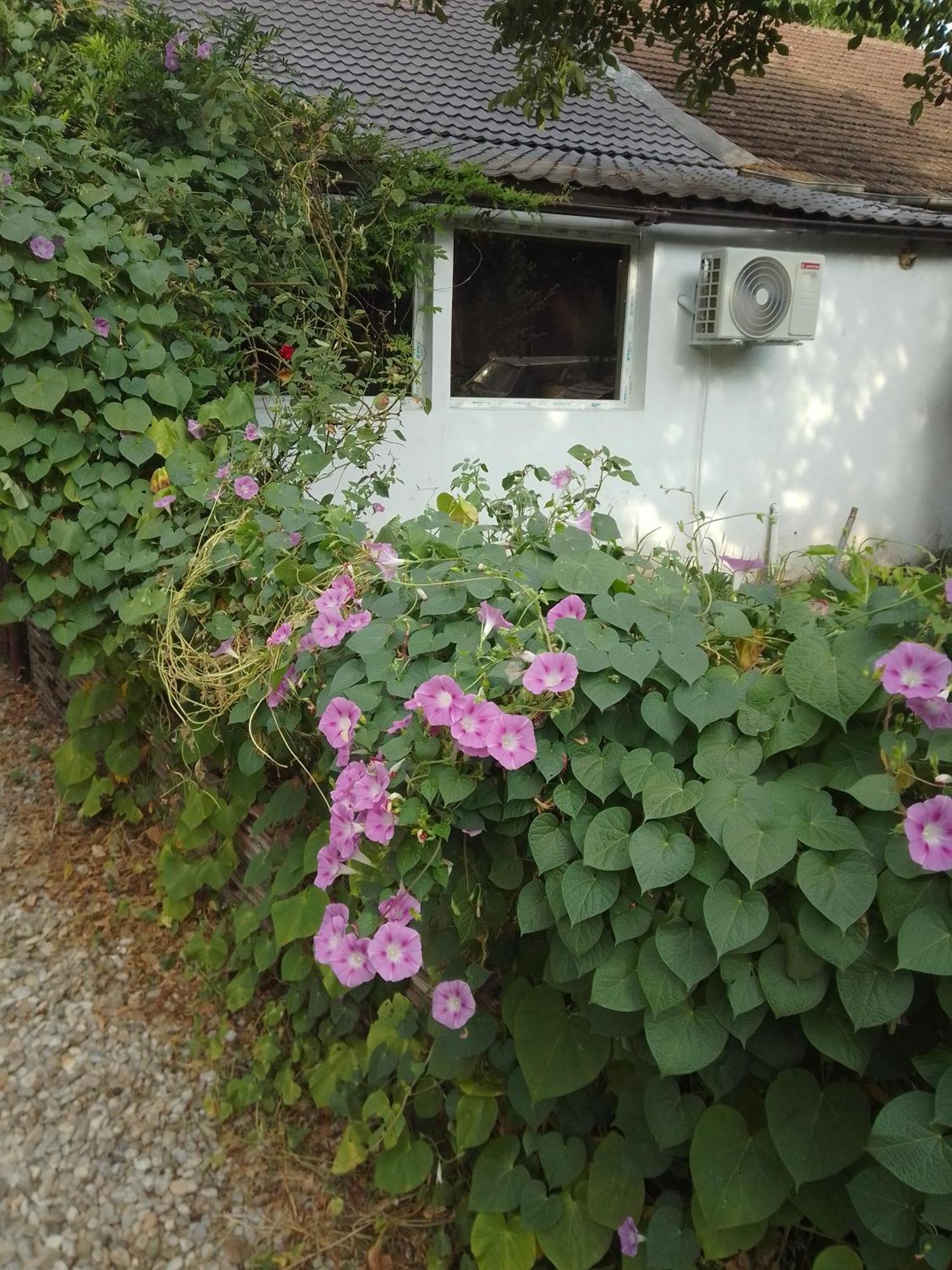 Casa Mocanu Giurgiu Bagian luar foto