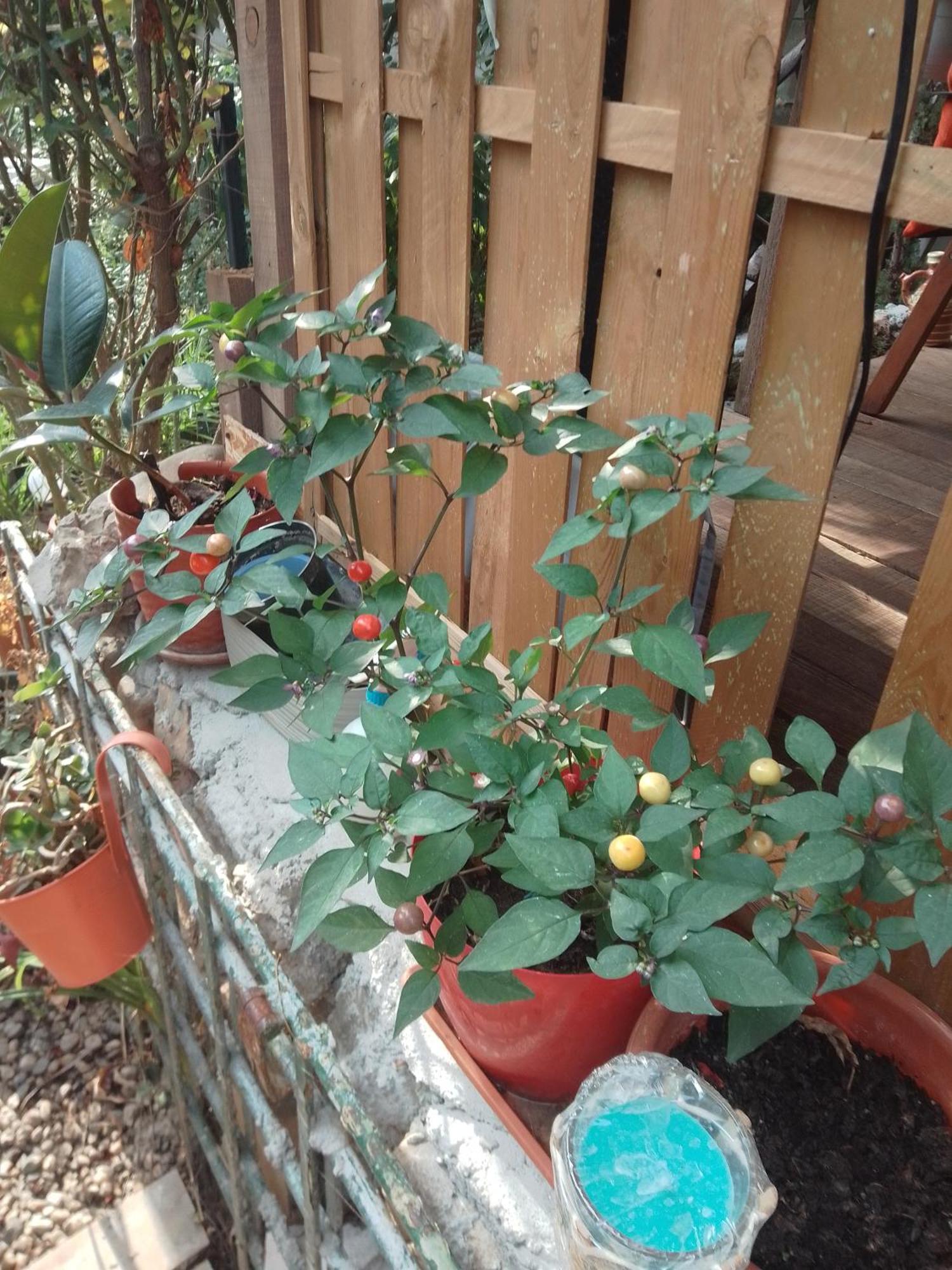 Casa Mocanu Giurgiu Bagian luar foto